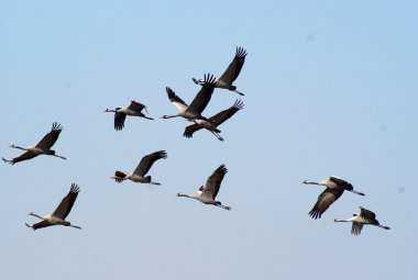 Migrate of birds clipart