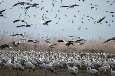 Cranes migrates at spring clipart