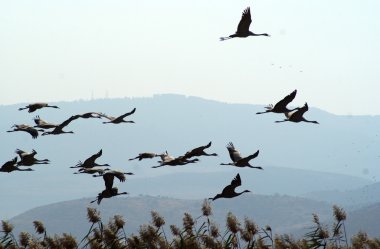 Kuşların göç