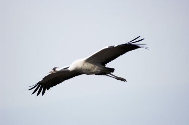 Stork flight clipart