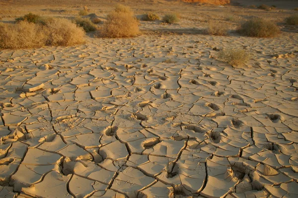 干燥土壤-生态灾难 — 图库照片