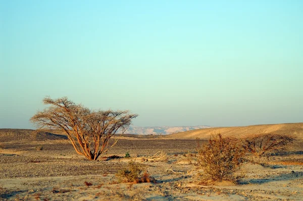 Paisaje del desierto — Foto de Stock