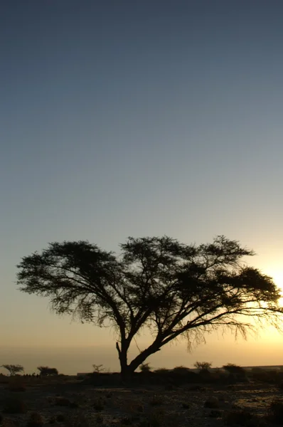 stock image Desert landscape with a tree