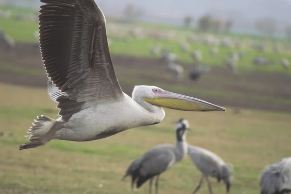 Migreren pelicanes — Stockfoto