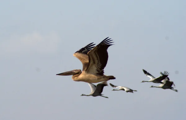 鸟类的迁移 — 图库照片