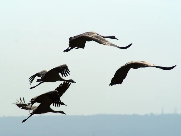 Migrace ptáků — Stock fotografie