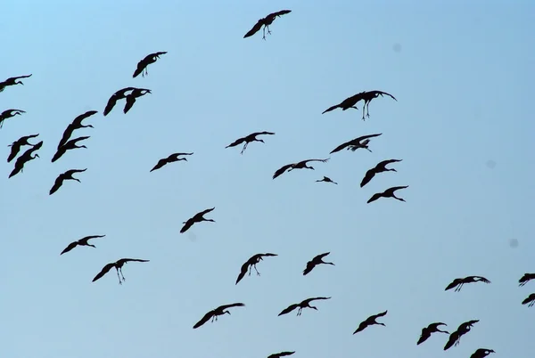 Migrazione degli uccelli — Foto Stock