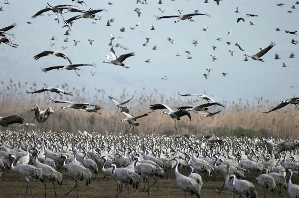 Cranes migrates at spring — Stock Photo, Image