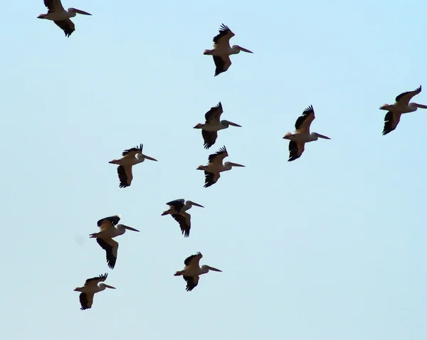 Migración de aves — Foto de Stock