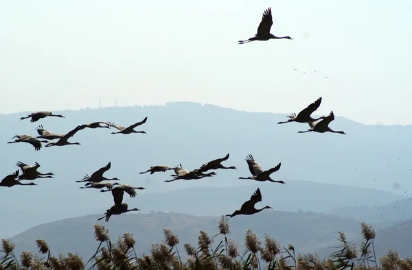 Migracji ptaków — Zdjęcie stockowe