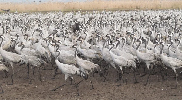Migración de aves — Foto de Stock
