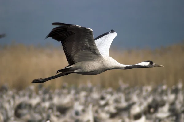 Fåglar migration — Stockfoto