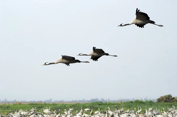 Fåglar migration — Stockfoto
