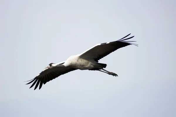 Stork flyg — Stockfoto