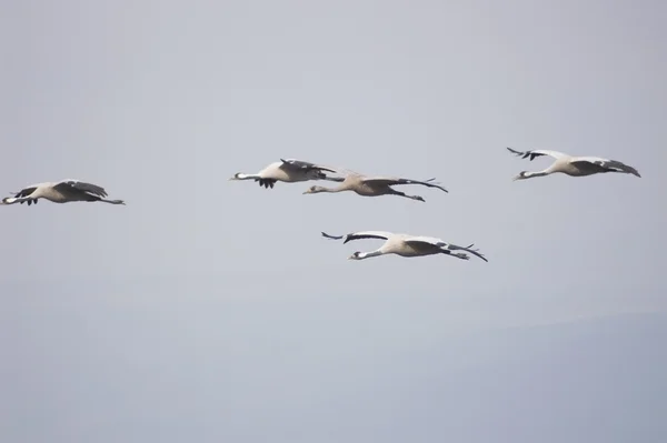 Migrazione degli uccelli — Foto Stock