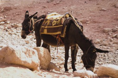Petra Harabeleri ve Ürdün dağlar