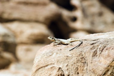 Petra Harabeleri ve Ürdün dağlar