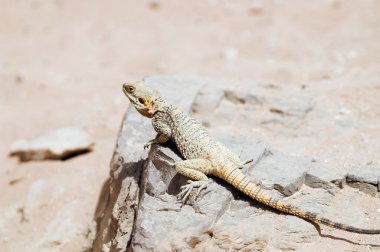 Lizard in Jordan desert clipart