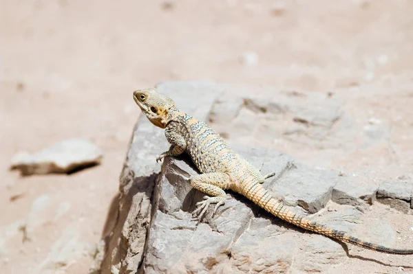 stock image Lizard in Jordan desert