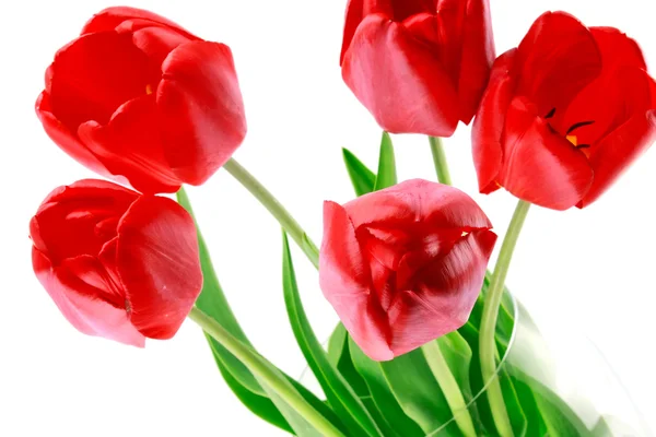 Tulipes isolées — Photo