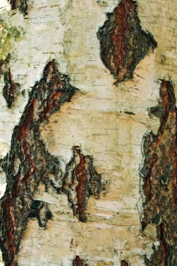 A birch tree bark clipart