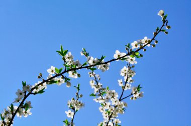 Japon elma ağacı dalı