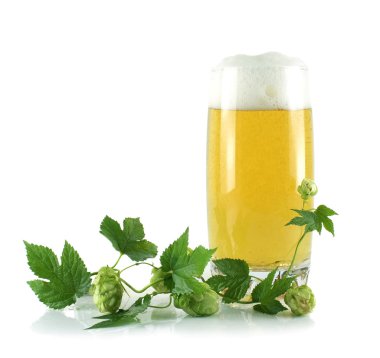 A glass with beer and a hop isolated clipart