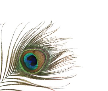 A peacock feather isolated clipart