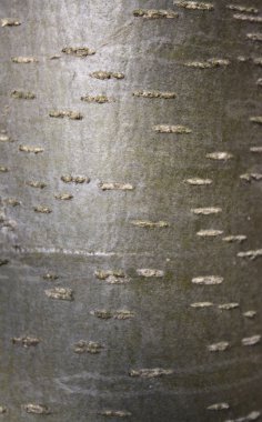 A rowan tree bark clipart