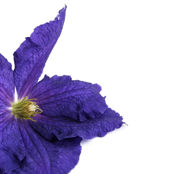 Květ svlačec, izolované — Stock fotografie