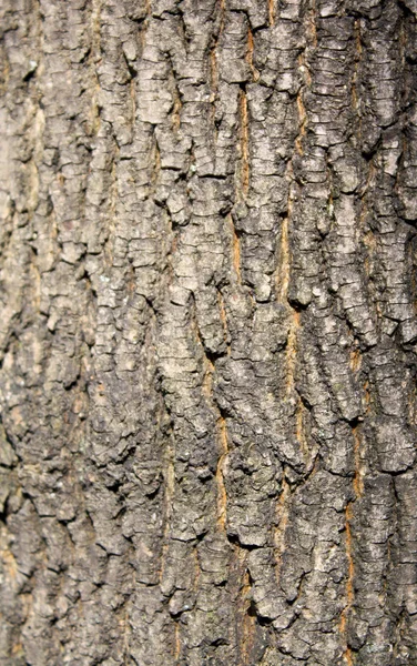 Una corteza de árbol hornbeam — Stockfoto