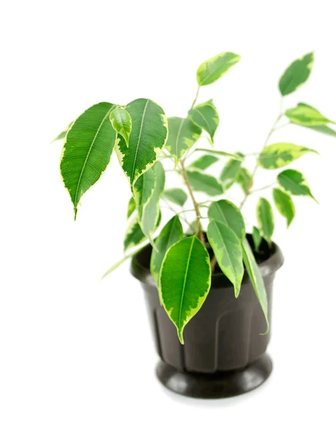 A rubber plant in a pot isolated — Stock Photo, Image