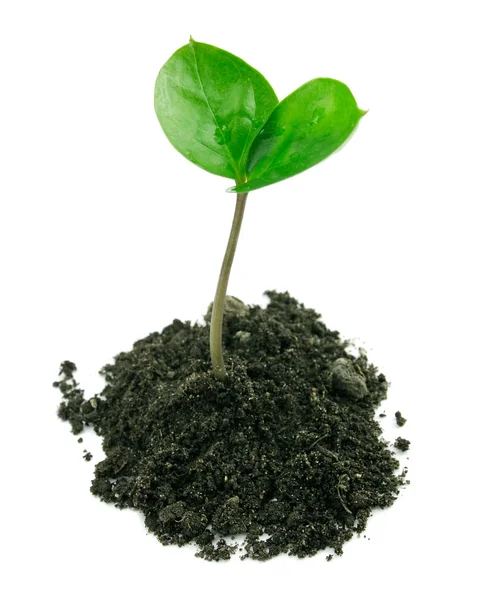 A sprout in a ground isolated — Stock Photo, Image