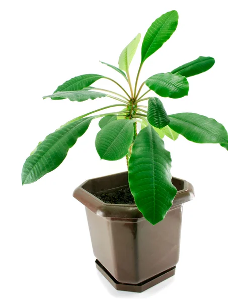 A spurge in a pot isolated — Stock Photo, Image