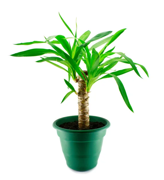 An yucca isolated — Stock Photo, Image