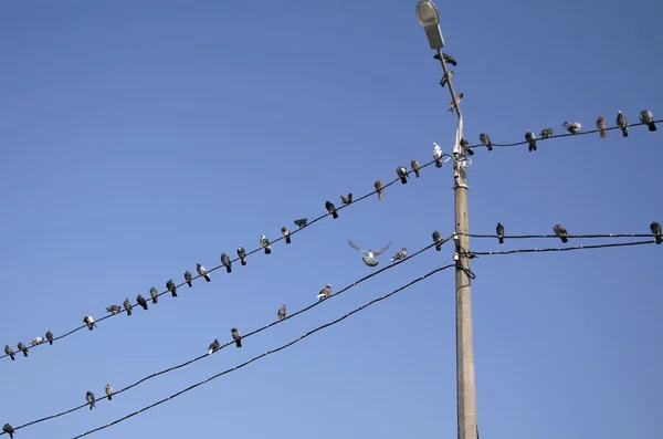 stock image Birds