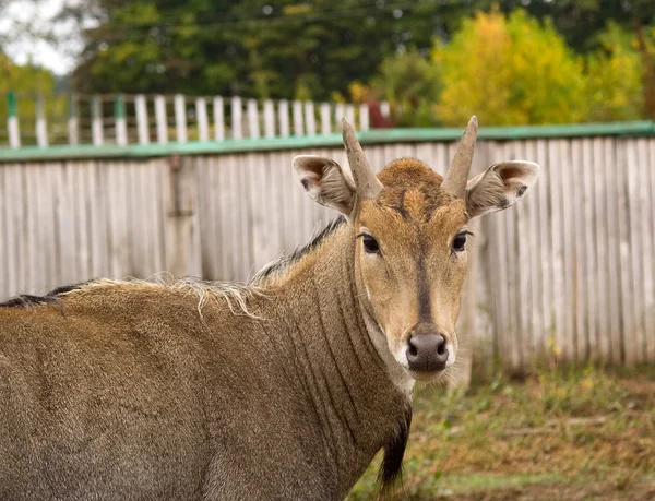 Bride antelope — Stock Photo, Image