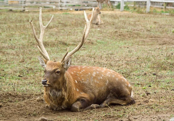 Dappled deer — Stock Photo, Image