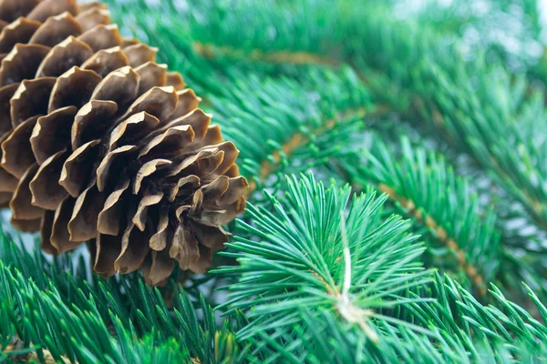 Fir cone and branch — Stock Photo, Image