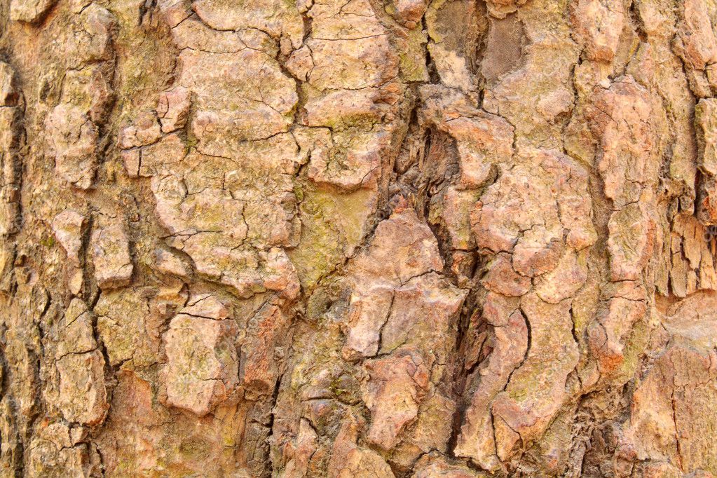 A fir tree bark — Stock Photo © sachek 1280266