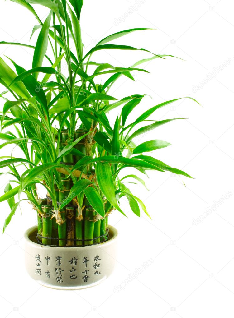 A lucky bamboo bush in a pot