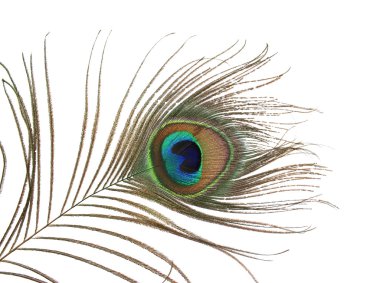 A peacock feather clipart