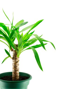 An yucca isolated clipart