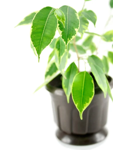 A rubber plant in a pot isolated_ — 스톡 사진