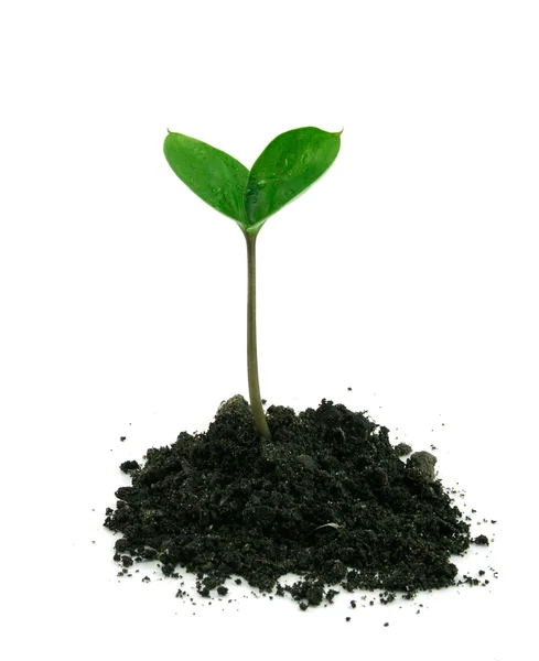 A sprout in a ground isolated — Stock Photo, Image