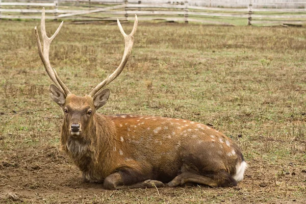 Dappled deer — Stock Photo, Image