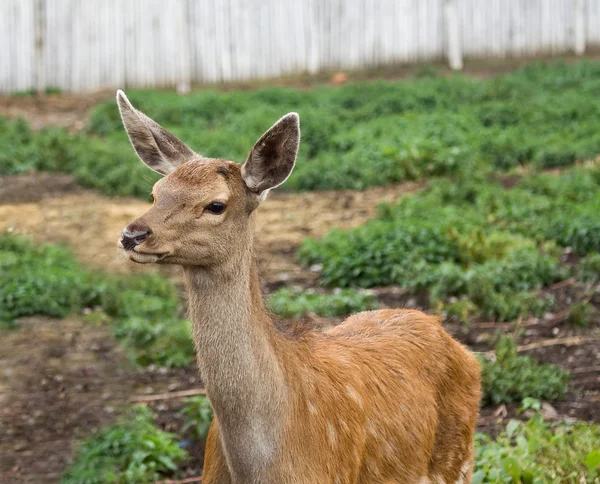 Dappled deer pricket — Stock Photo, Image