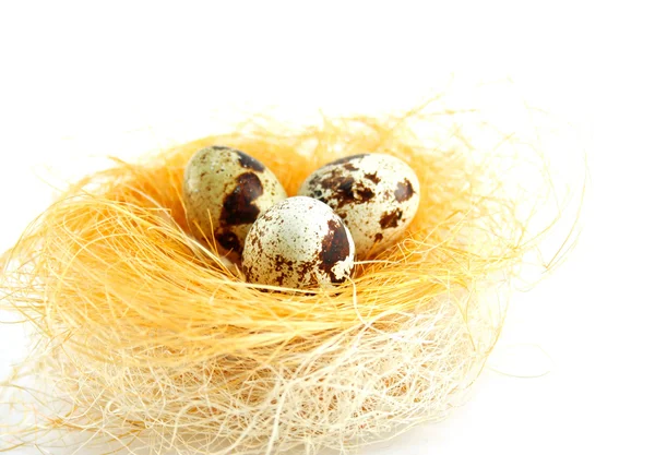 Uova in un nido isolato — Foto Stock
