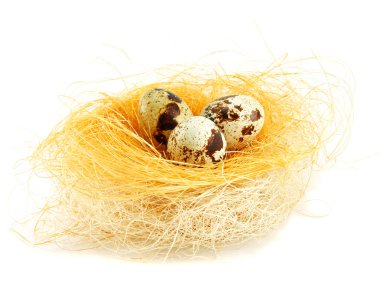 Eggs in a nest isolated clipart