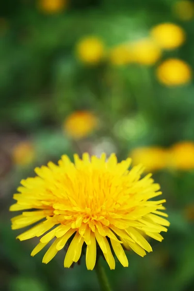 stock image A dandelion